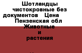 Шотландцы чистокровные без документов › Цена ­ 500 - Пензенская обл. Животные и растения » Кошки   